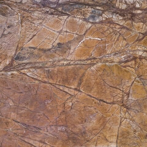 Rainforest Brown