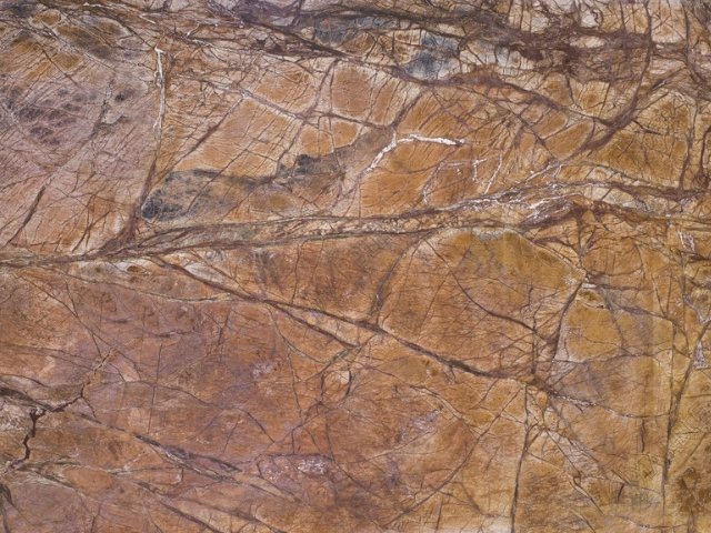 Rainforest Brown